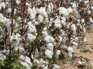 Arkansas Cotton Plants