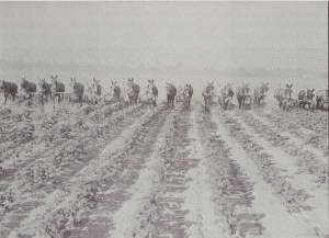 Large-scale farming of the Arkansas Delta in the 1930s