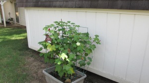 Mari's brown cotton plant in bloom in our back yard